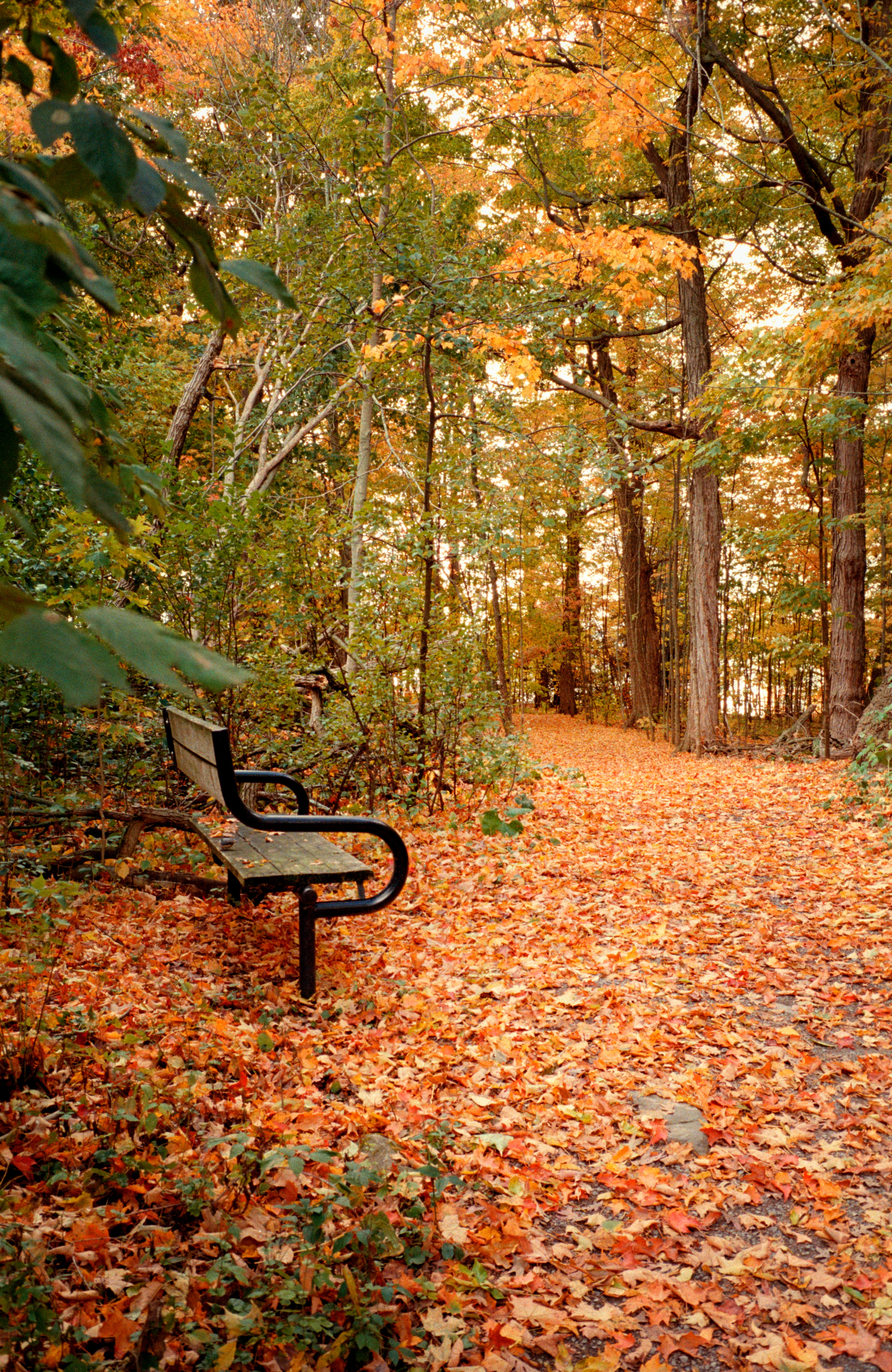 Lemoine's fall