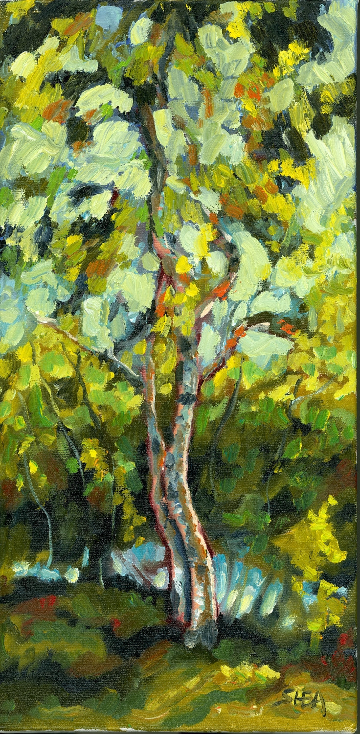 Birch Tree - Archival Print