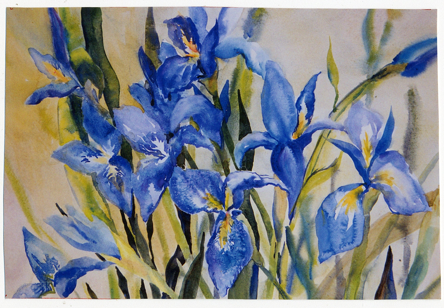 Irises - Archival Print