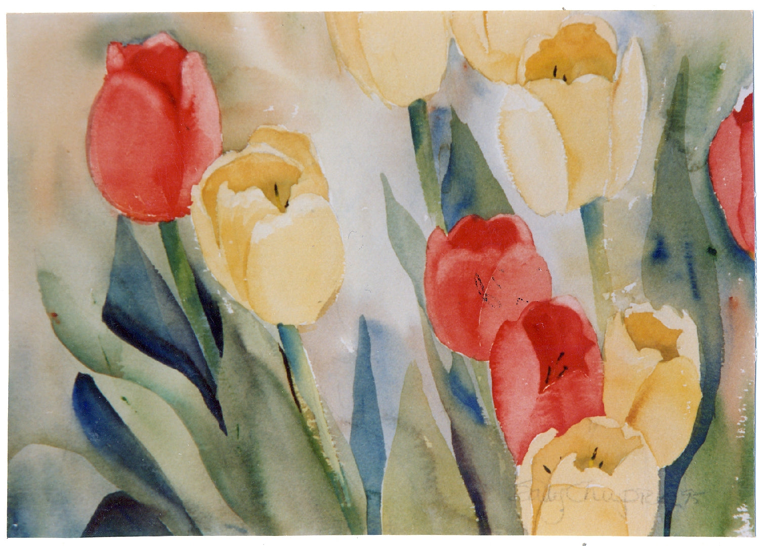 Tulips - Archival Print