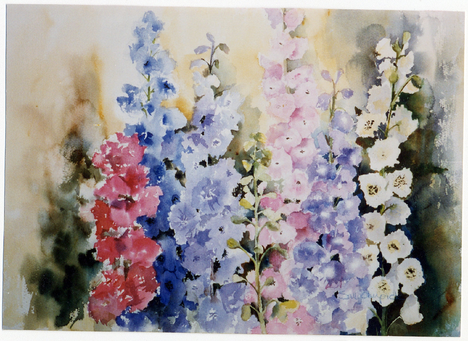 Hollyhocks #1 - Archival Print